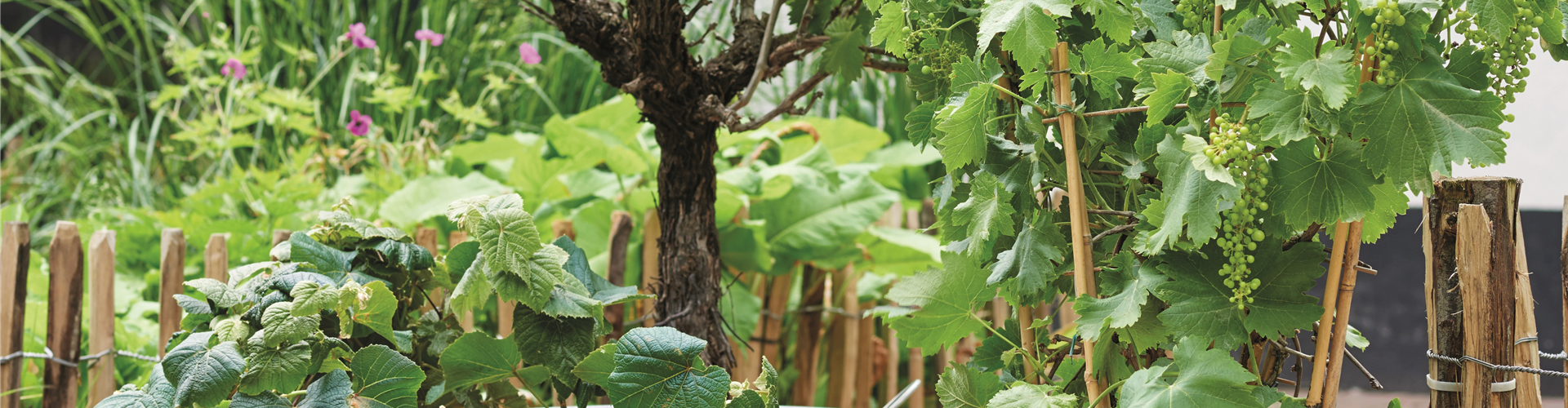 MEDITERRANE KüBELPFLANZEN! 