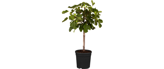 MEDITERRANE KüBELPFLANZEN! 