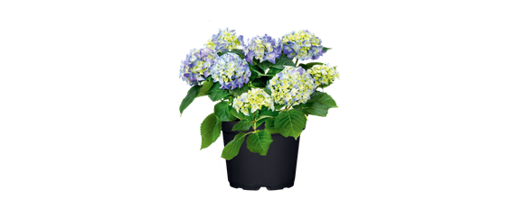 MODERNE ELEGANZ IM GARTEN!