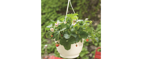 VOLLE BLüTE SOMMER! 