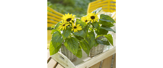 VOLLE BLüTE SOMMER! 