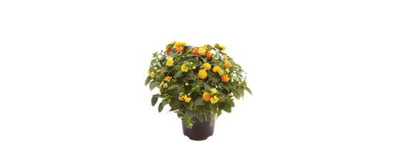 VOLLE BLüTE SOMMER! 