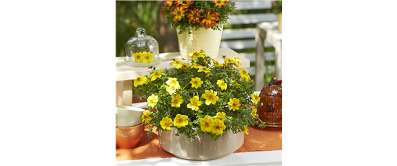 VOLLE BLüTE SOMMER! 