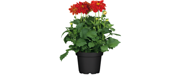 VOLLE BLüTE SOMMER! 