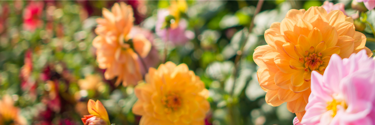 GE_Buch des Monats_Slider_Unterseite_1930x500px_2025_JULI