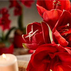 AMARYLLIS