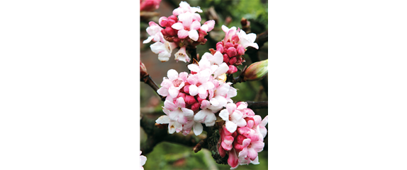 LICHTBLICKE IM WINTER-GARTEN!