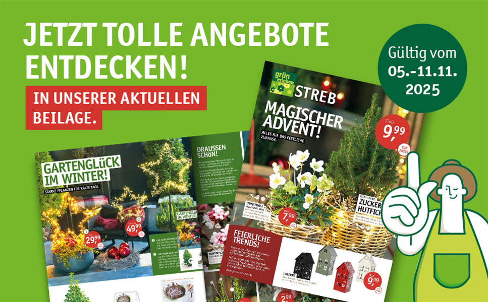 Alles für das festliche Zuhause! - Magischer Advent!