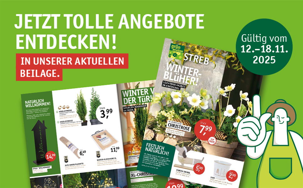 Leuchtende Akzente im Wintergrau. - Winterblüher!