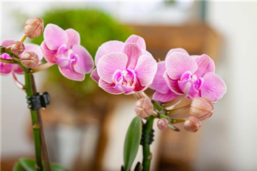 Phalaenopsis 