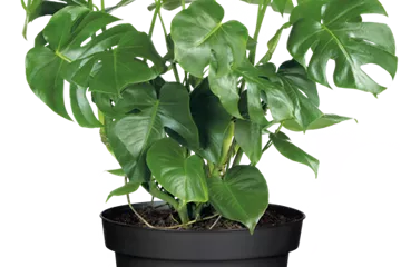 Fensterblatt Monstera Ø19