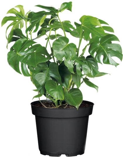 Fensterblatt Monstera Ø19