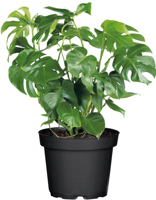 Fensterblatt Monstera Ø19