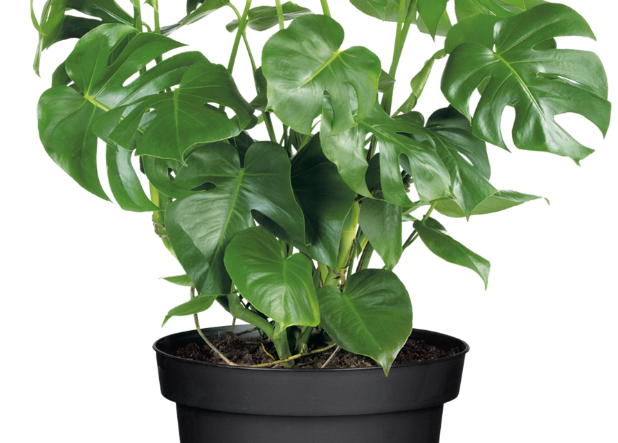 Fensterblatt Monstera Ø19