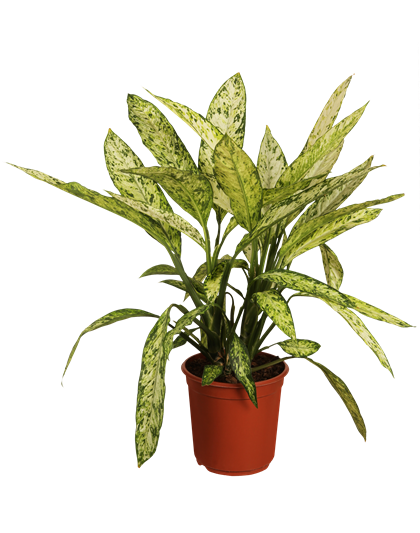 Dieffenbachia ‘Reeva’ – dekorative Zimmerpflanze mit ausdrucksstarken Blättern