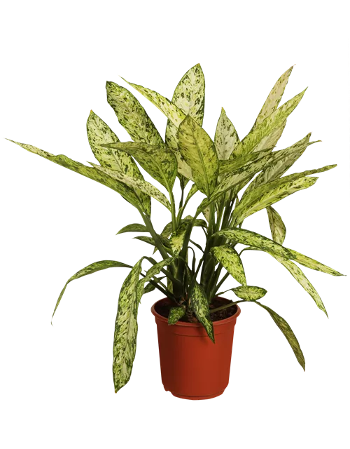Dieffenbachia ‘Reeva’ – dekorative Zimmerpflanze mit ausdrucksstarken Blättern