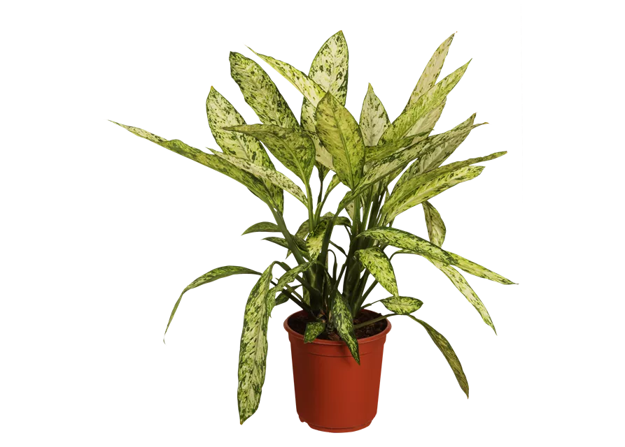 Dieffenbachia ‘Reeva’ – dekorative Zimmerpflanze mit ausdrucksstarken Blättern