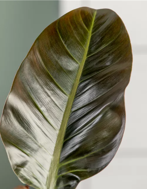 Philodendron Imperial Red kaufen – Edle Zimmerpflanze mit dunkelroten Blättern