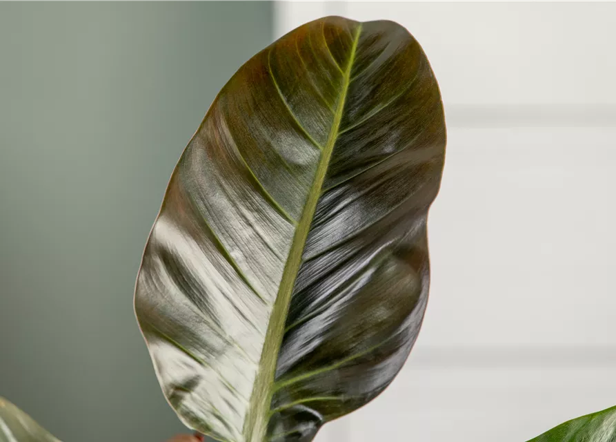 Philodendron Imperial Red kaufen – Edle Zimmerpflanze mit dunkelroten Blättern