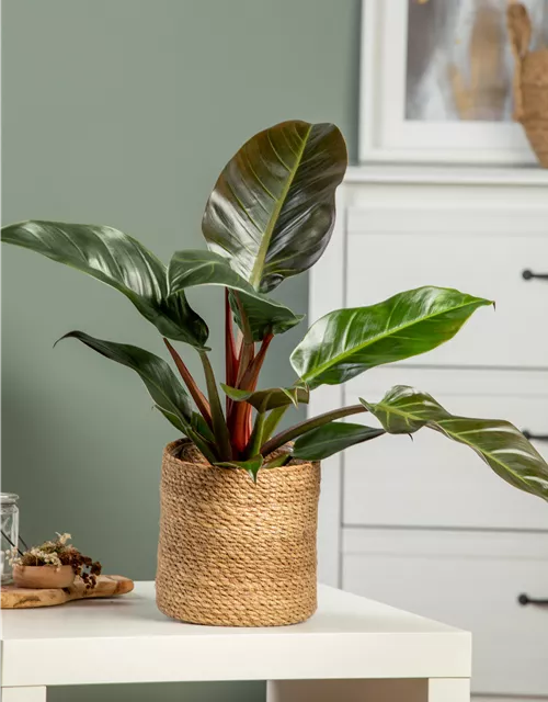 Philodendron Imperial Red kaufen – Edle Zimmerpflanze mit dunkelroten Blättern