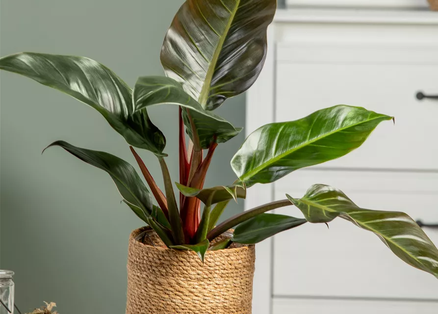 Philodendron Imperial Red kaufen – Edle Zimmerpflanze mit dunkelroten Blättern