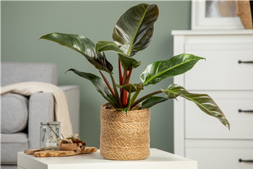 Philodendron Imperial Red kaufen – Edle Zimmerpflanze mit dunkelroten Blättern