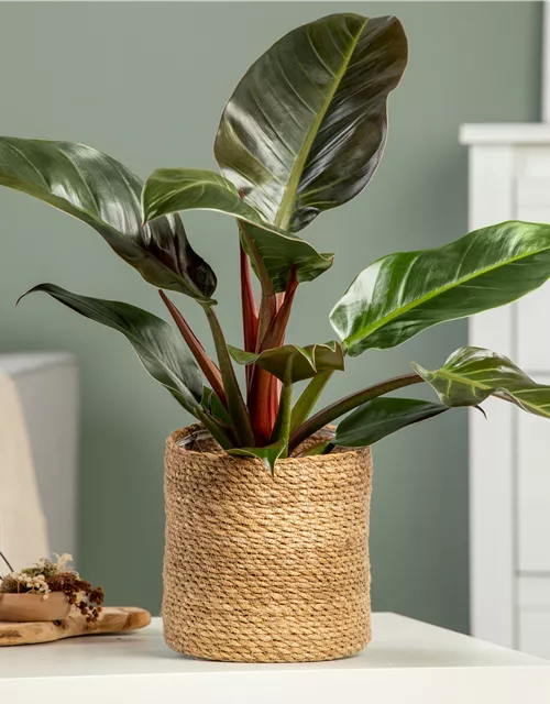 Philodendron Imperial Red kaufen – Edle Zimmerpflanze mit dunkelroten Blättern