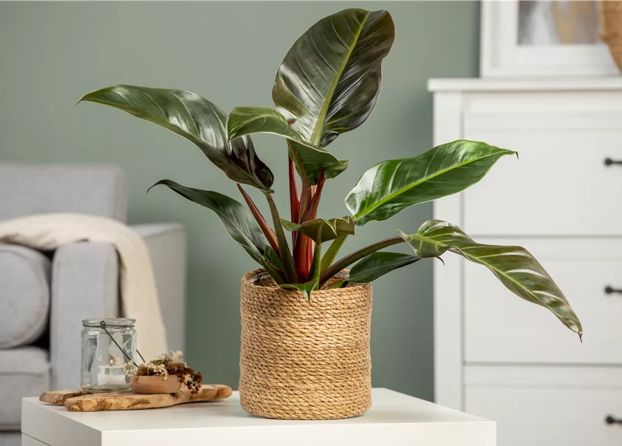 Philodendron Imperial Red kaufen – Edle Zimmerpflanze mit dunkelroten Blättern