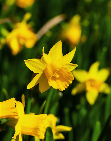 Narcissus ‘Tête-à-Tête’ 9cm