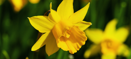 Narcissus ‘Tête-à-Tête’ 9cm