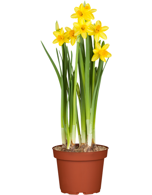 Narcissus ‘Tête-à-Tête’ 9cm