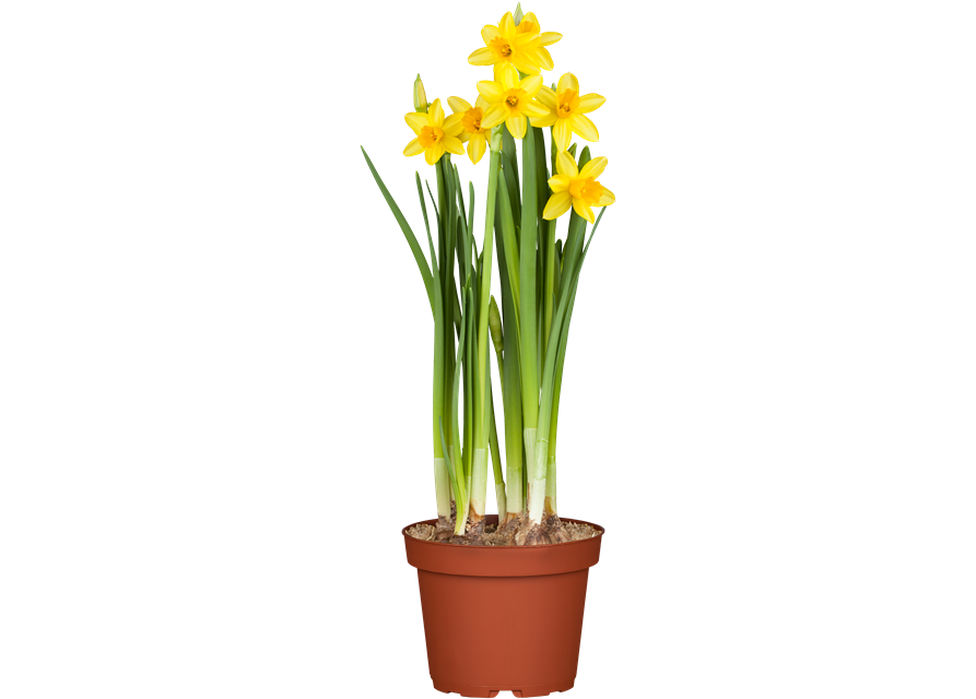 Narcissus ‘Tête-à-Tête’ 9cm