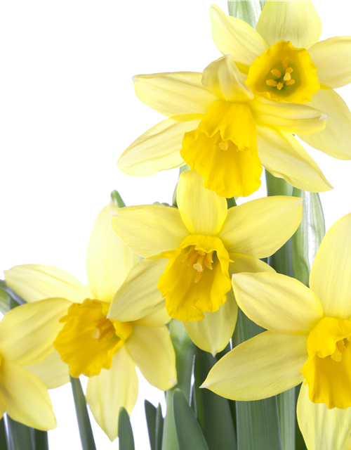 Narcissus ‘Tête-à-Tête’ 9cm