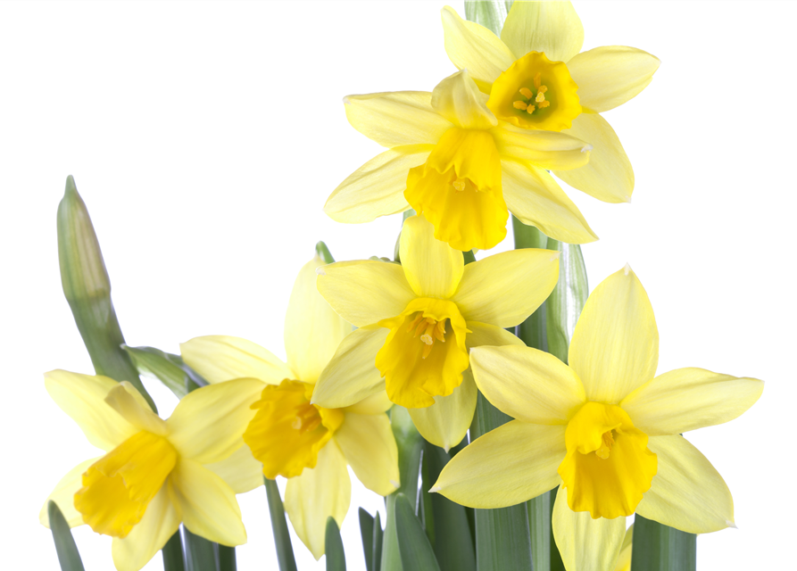 Narcissus ‘Tête-à-Tête’ 9cm