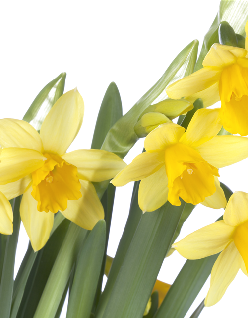 Narcissus ‘Tête-à-Tête’ 9cm