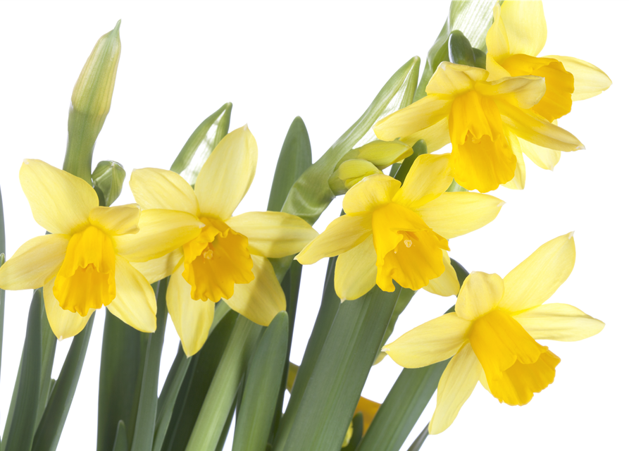 Narcissus ‘Tête-à-Tête’ 9cm