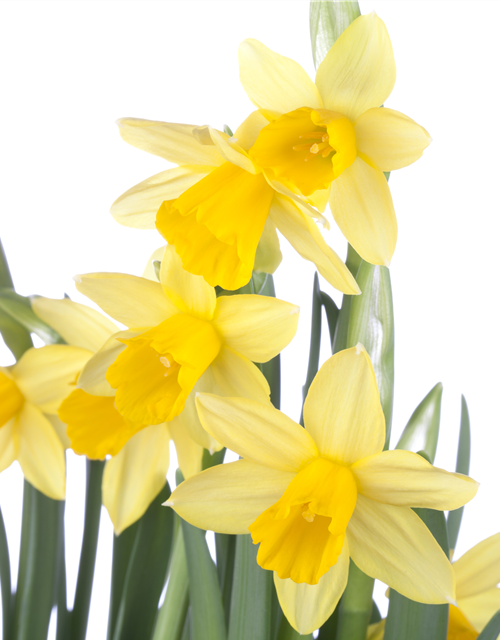 Narcissus ‘Tête-à-Tête’ 9cm