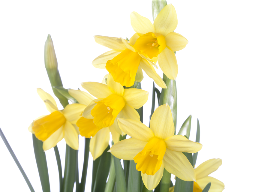 Narcissus ‘Tête-à-Tête’ 9cm