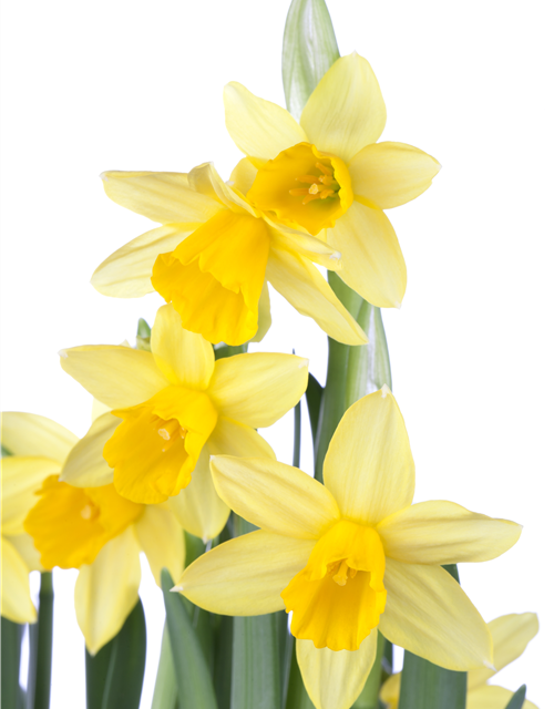 Narcissus ‘Tête-à-Tête’ 9cm