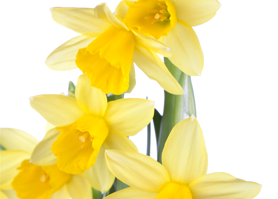 Narcissus ‘Tête-à-Tête’ 9cm