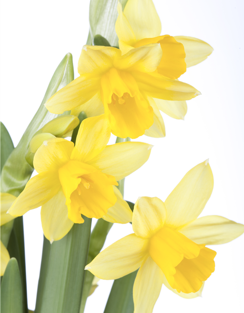 Narcissus ‘Tête-à-Tête’ 9cm