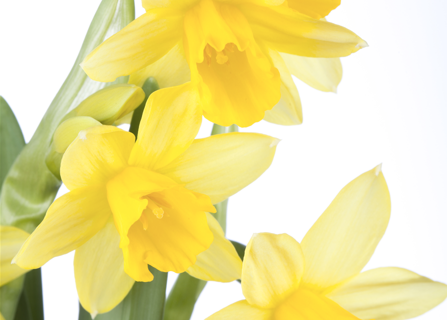 Narcissus ‘Tête-à-Tête’ 9cm