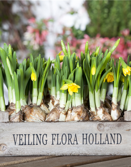 Narcissus ‘Tête-à-Tête’ 9cm