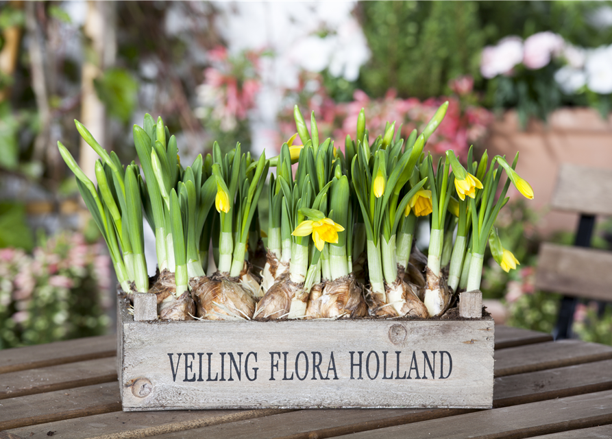 Narcissus ‘Tête-à-Tête’ 9cm