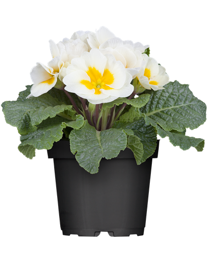 Primula acaulis 11cm Topf