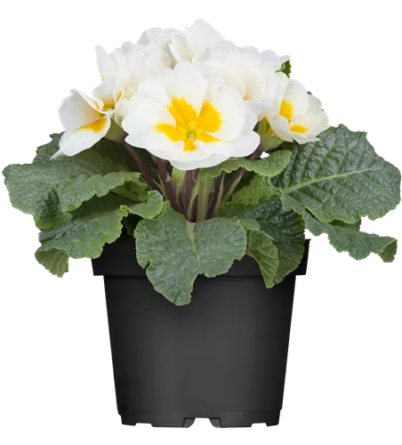 Primula acaulis 11cm Topf