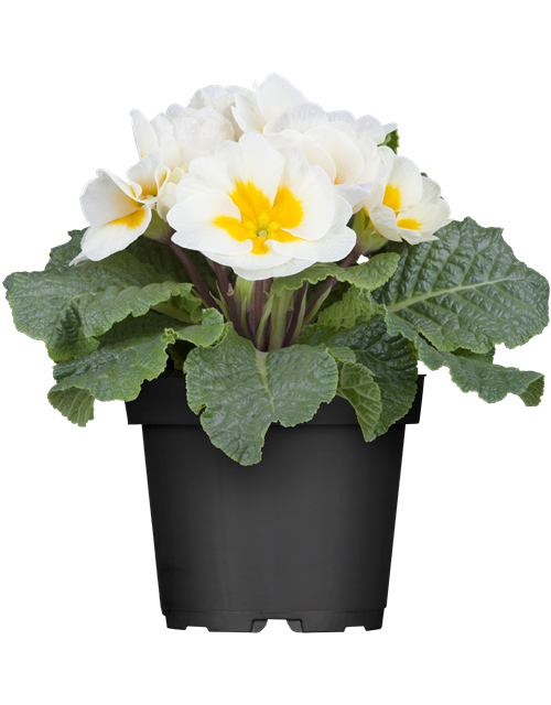 Primula acaulis 11cm Topf