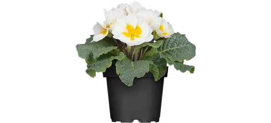 Primula acaulis 11cm Topf