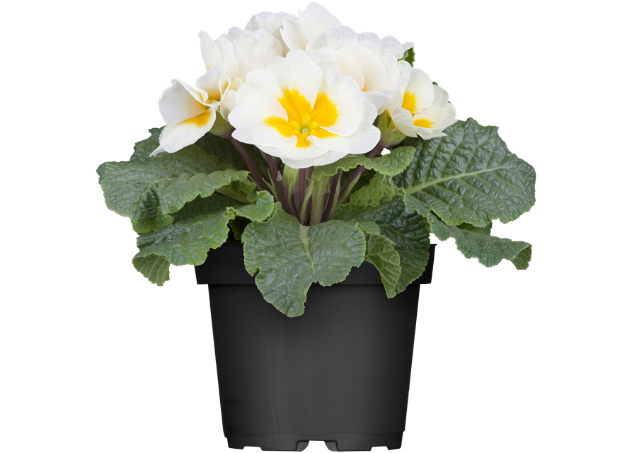 Primula acaulis 11cm Topf