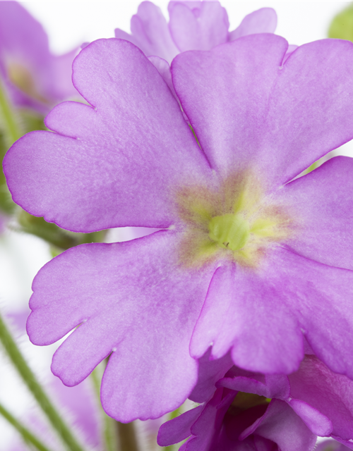 Primula acaulis 11cm Topf